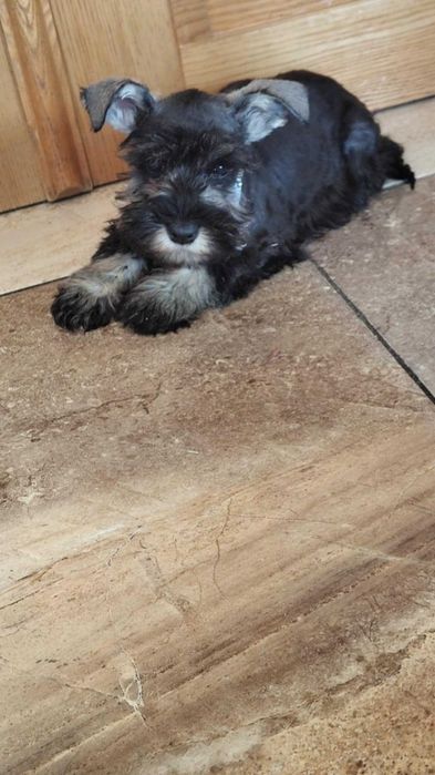 Sznaucer miniaturowy śliczna suczka