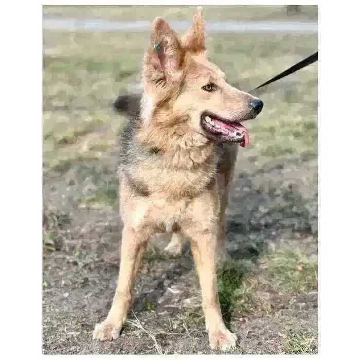 Ириска, молодая активная собака