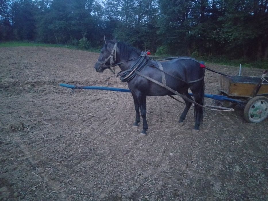 Witam sprzedam klacz