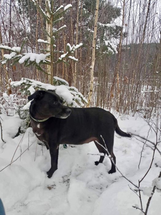 Cudowny Koba szuka domku