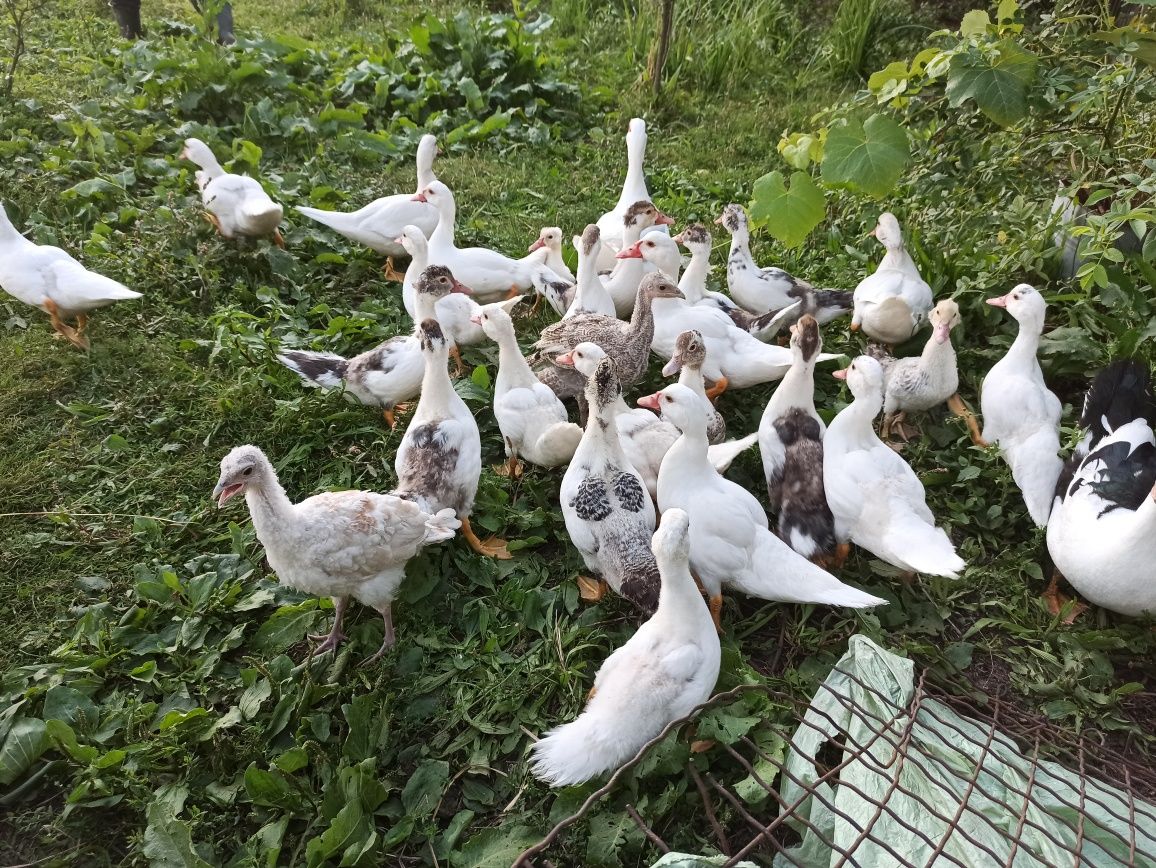 Młode kaczki francuskie ekologiczne z wolnego wybiegu