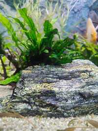 Roślina akwariowa ,mikrozorium oskrzydlone