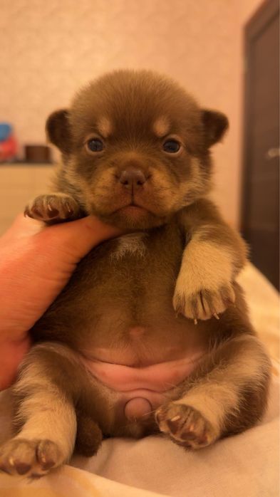 Цуценя метис шпіцбуль