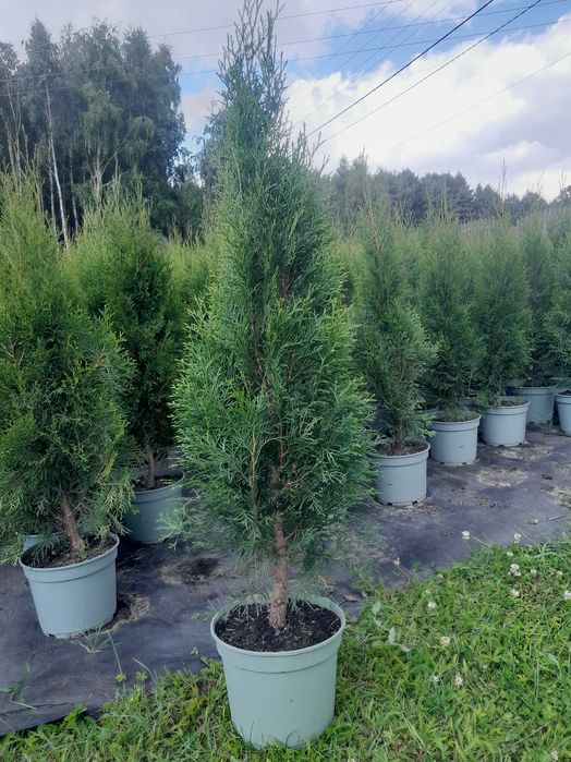 Tuja Szmaragd Tuje Thuja Szmaragdowa żywotnik zachodni 130cm 140cm