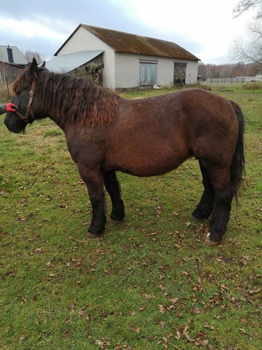 Sprzedam klacz ze źrebakiem ogierek