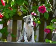 Whippet chart angielski suczka hodowla FCI