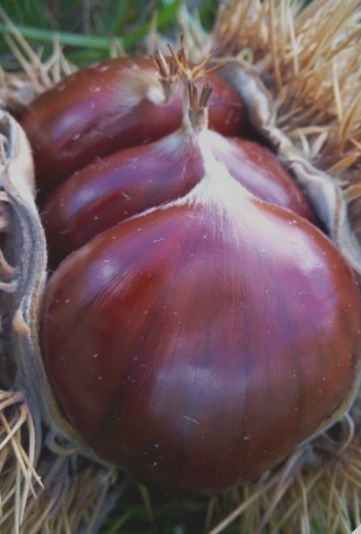 Castanheiro/ castanhas ao kilo para vender