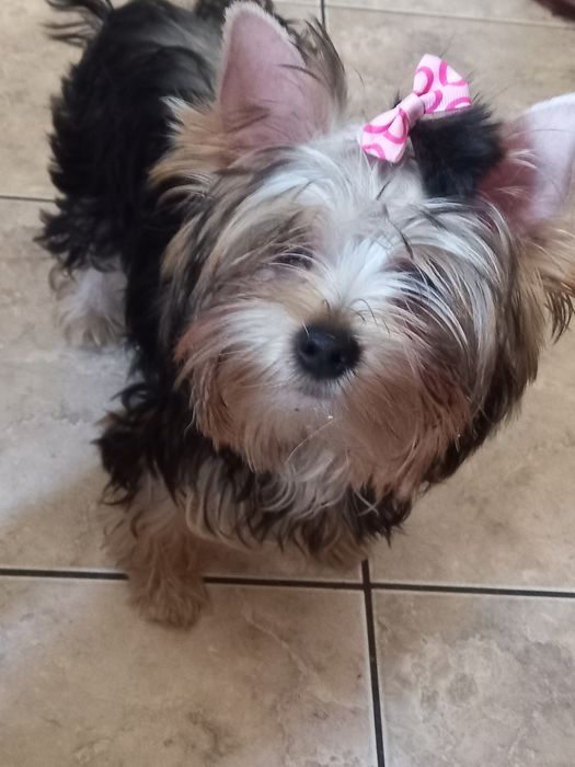 Suczka Yorkshire terrier FCI