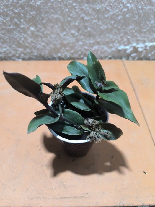 Suculentas em vaso 2