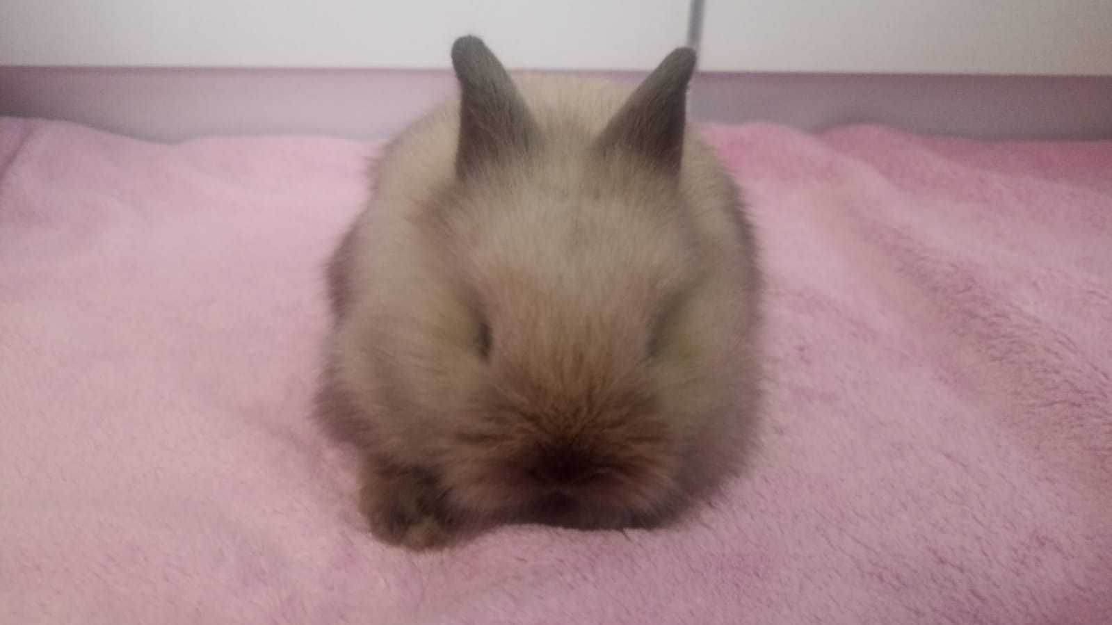 Królik Karzełek Teddy królik Miniaturka gotowe do odbioru króliczki