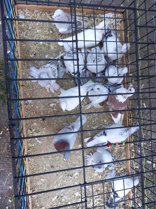 Sprzedam lot  gołębi