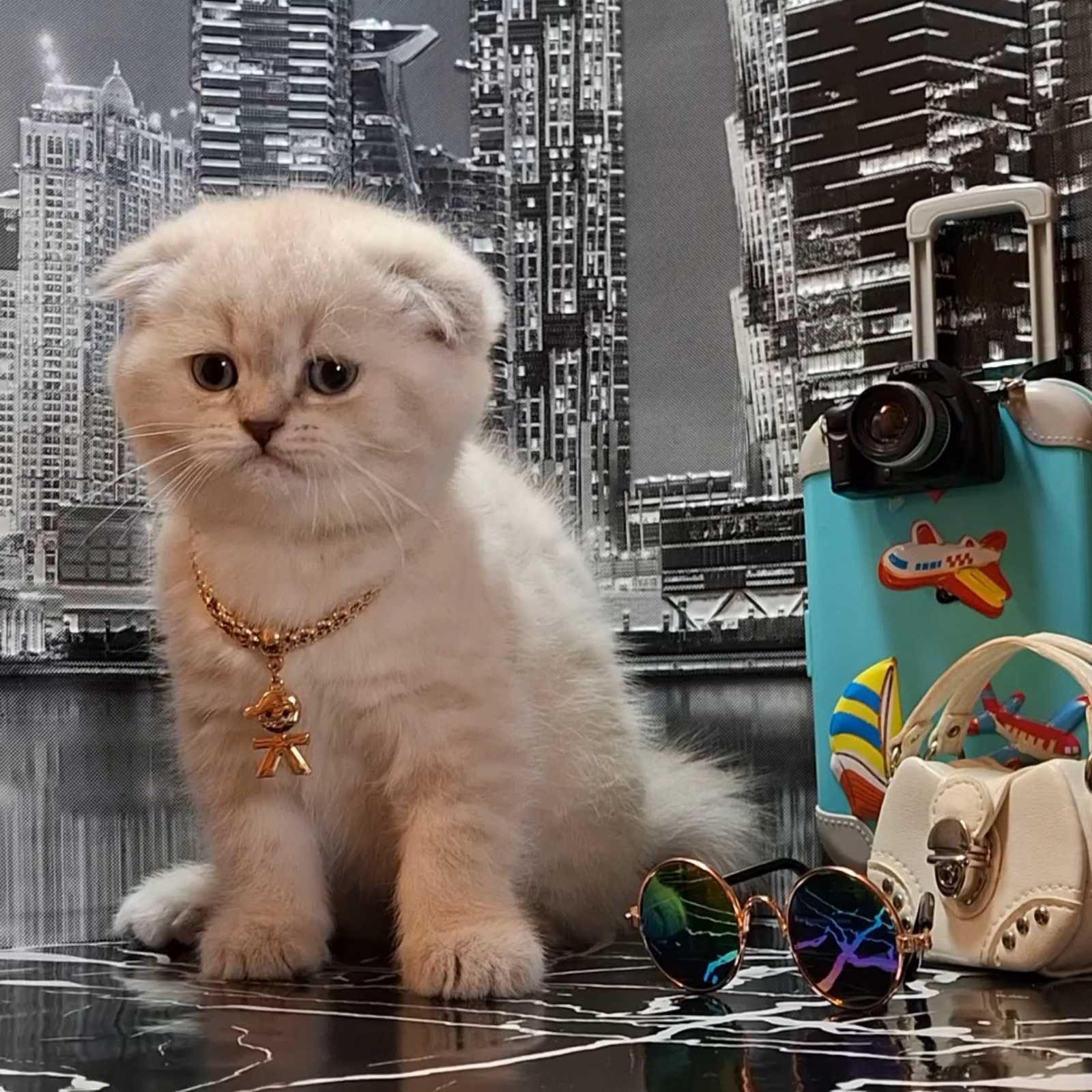 Забавные голубоглазые котики