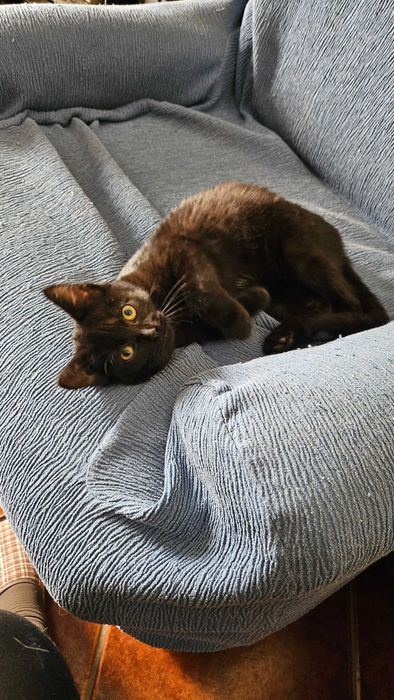 Gatinha para adopção RESPONSÁVEL