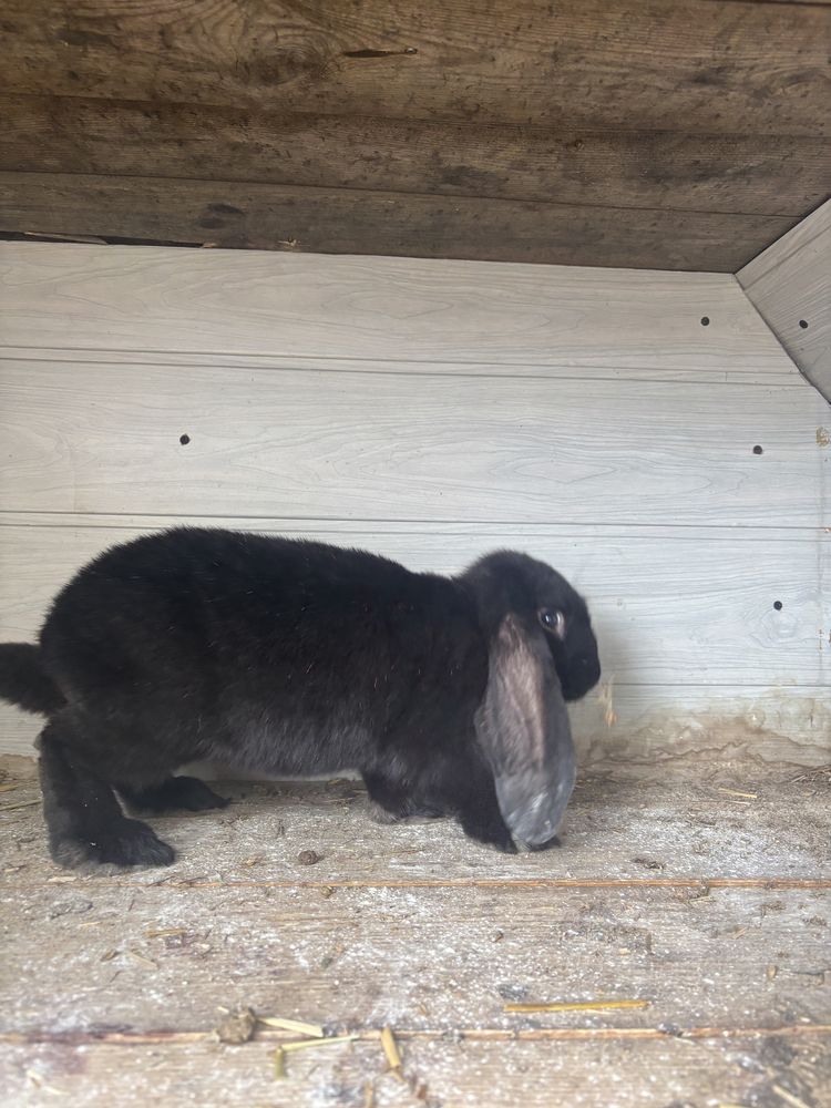 Sprzedam króliki barany francuskie