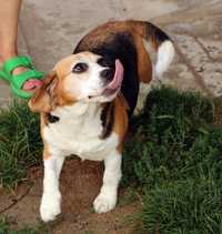 Bardzo łagodne przyjacielskie beagle adopcja