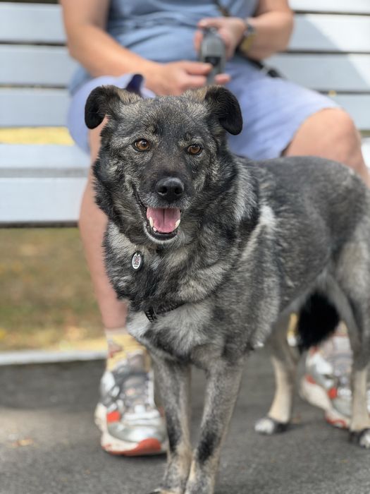 Собака спокійний характер дівчинка нижче коліна