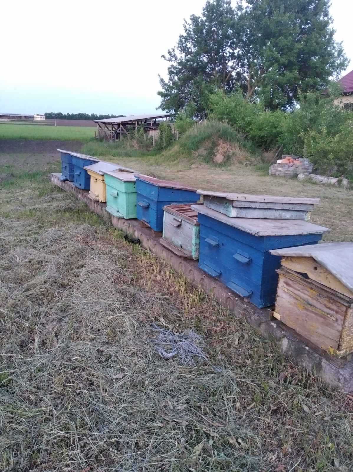 Продам медогонку , вулики, бджолосім'ї.