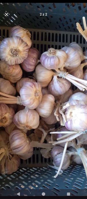 Sprzedam czosnek Harnaś 60/90 gr