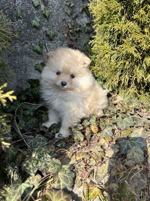 Шпіц, шпиц, цуценята