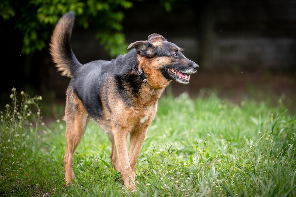 Dama i Dragon dwa owczarkowate czekaja na jeden dom