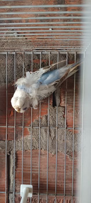 Piriquitos Hagoromos