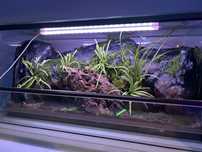 Terrarium dla Gekona