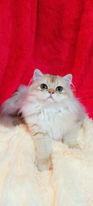 Очень ласковый котик золотая шиншилла Хайленд