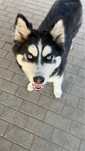 suczka husky Jadzia