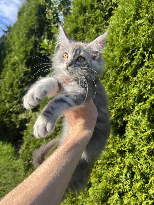 Maine Coon Kotka z Rodowodem