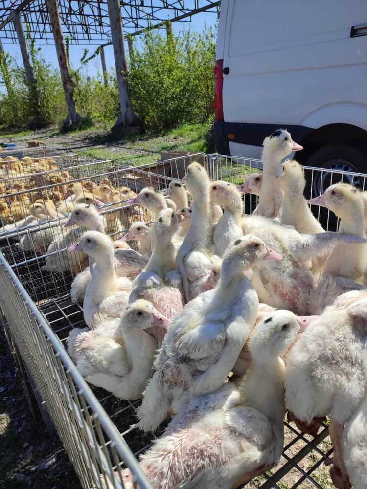 Продаж птиці