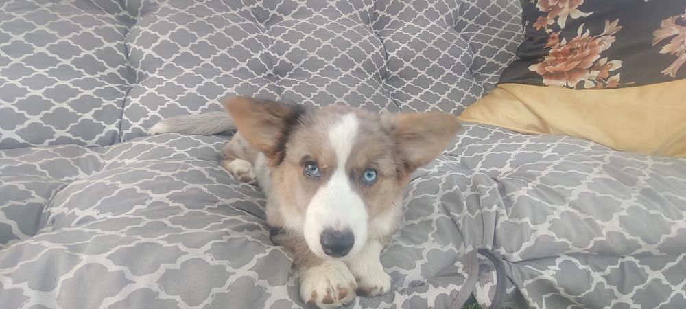 Welsh Corgi Cardigan zapowiedź- ZKwP,26 lat hodowli Rivulus FCI