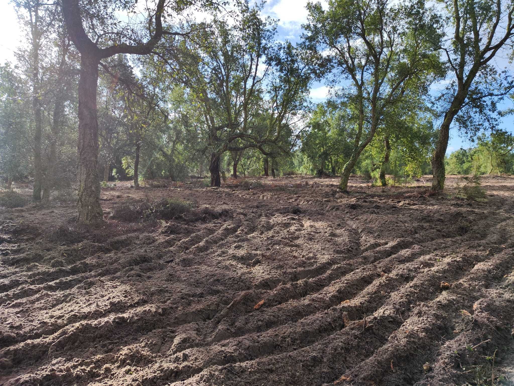 Terreno Agricola 20000m2 Vila Chã de Ourique