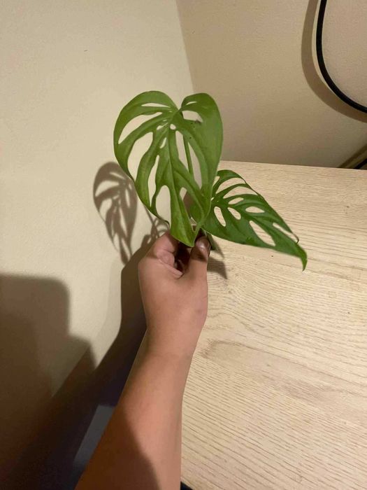 Monstera Adansonii