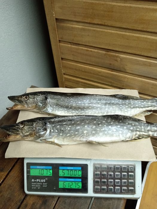 Риба Власного виробництва