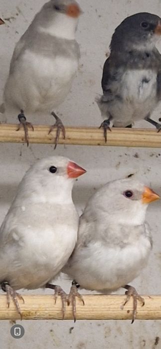 Diamante Sparrow, Goulds, Mandarins Gigantes