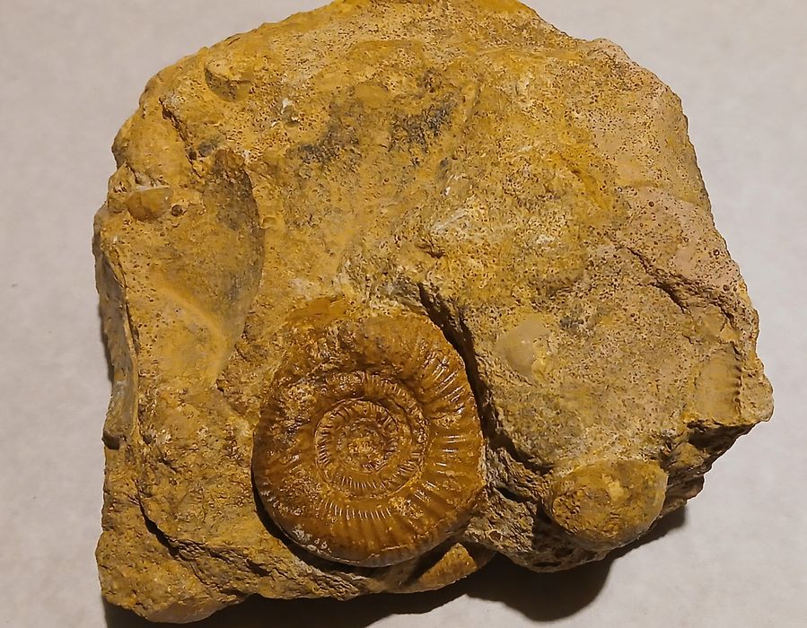 Amonity jurajskie.Wyprzedaż kolekcji.