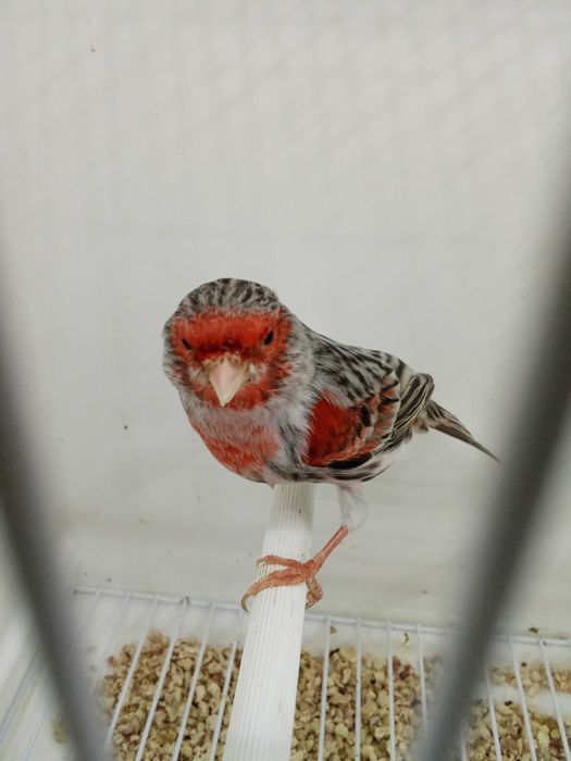 Canário ágata vermelho mosaico 2025