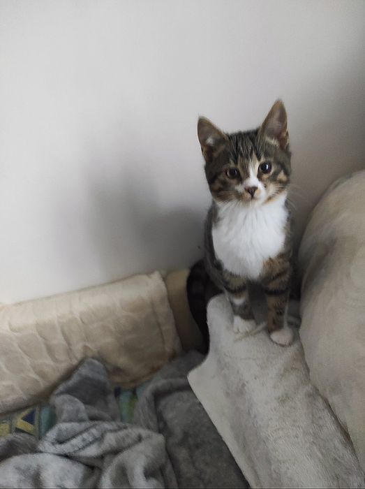 Маленький котик тигровый с белым (котёнок мальчик, кот, в добрые руки)