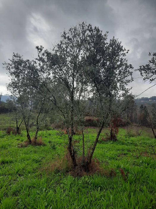 Árvores - Oliveiras