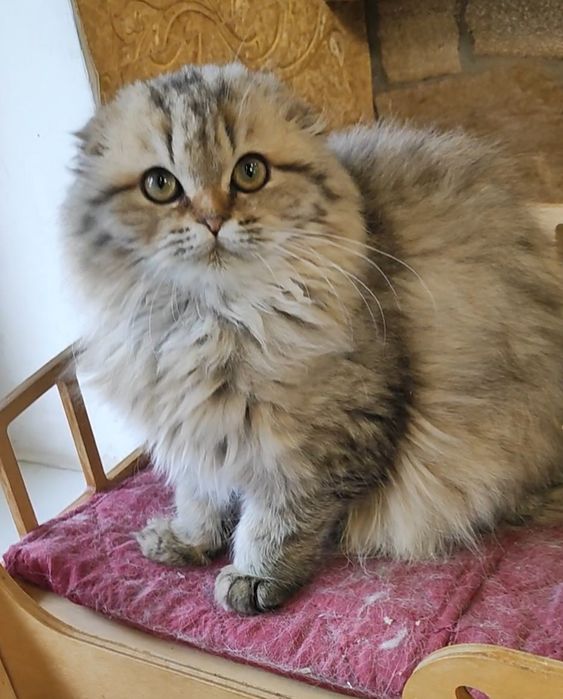 Мальчик Шейх золотой шиншилла фолд