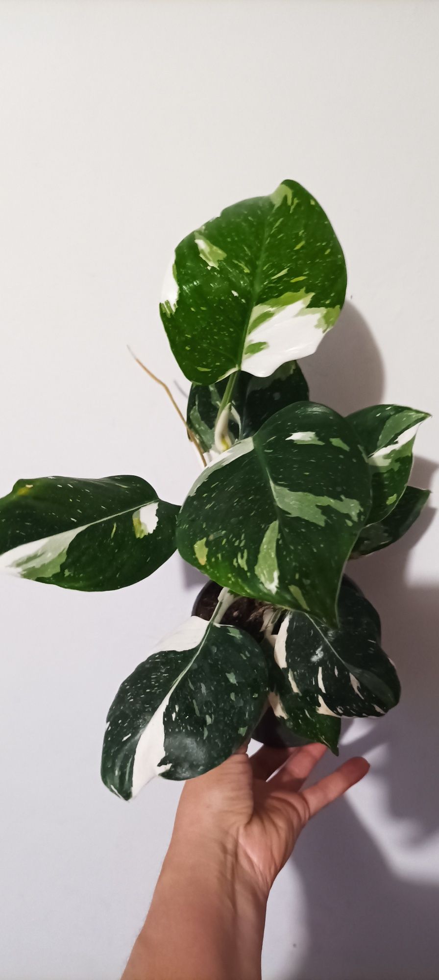 Philodendron white wizard