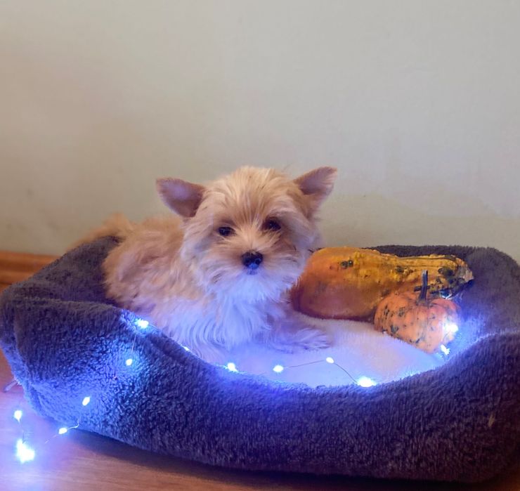 York golddust- szczenię