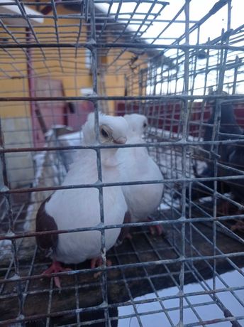 Продам голуби Бельгійці,Домінікани