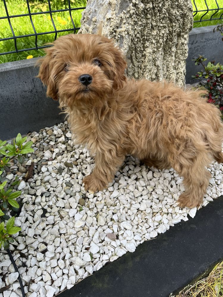 Cavapoo piesek do odbioru