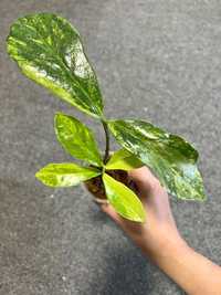 Zamioculcas variegated