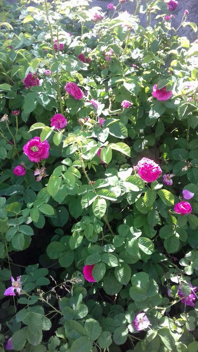 Жасмин, чайная роза