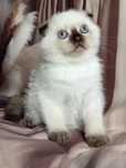 Kocięta szkocki (scottish fold, scottish straight)
