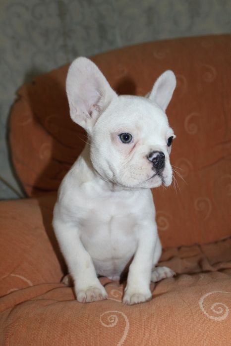 Супер генний хлопчик