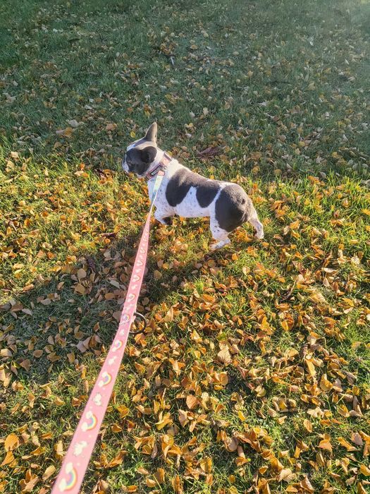 buldog francuski suka dorosła