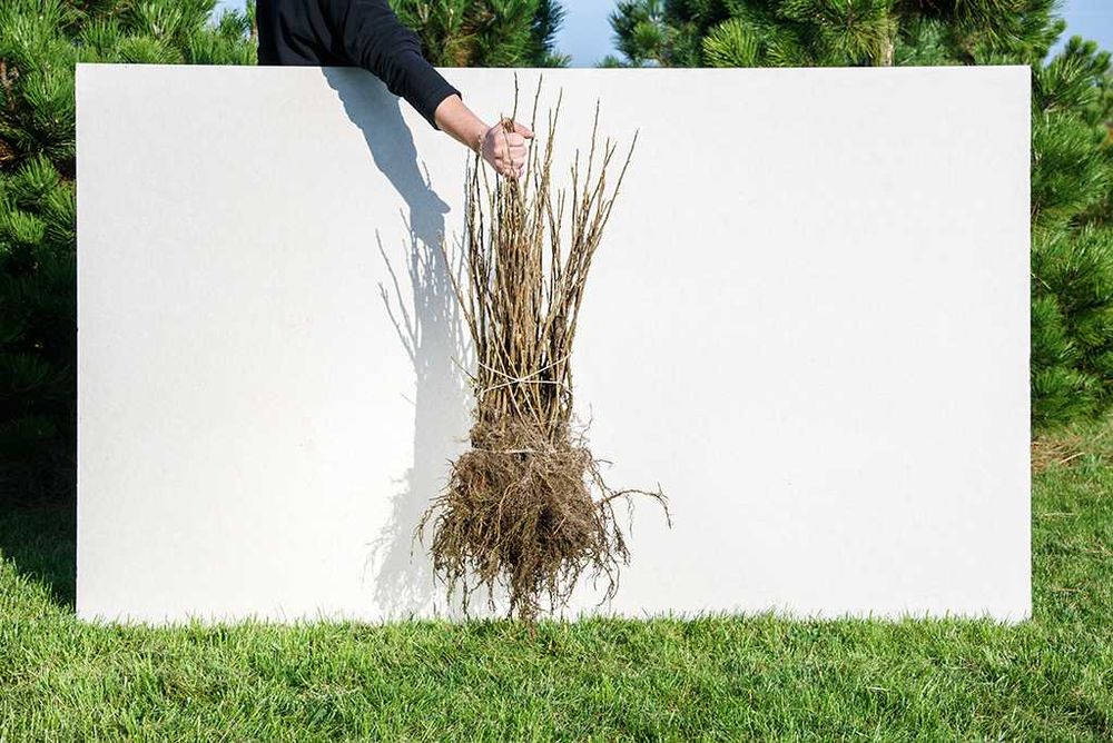 Sadzonki porzeczek czarnych LICENCJA PASZPORT JESIEŃ 2026 TISEL TIHOPE